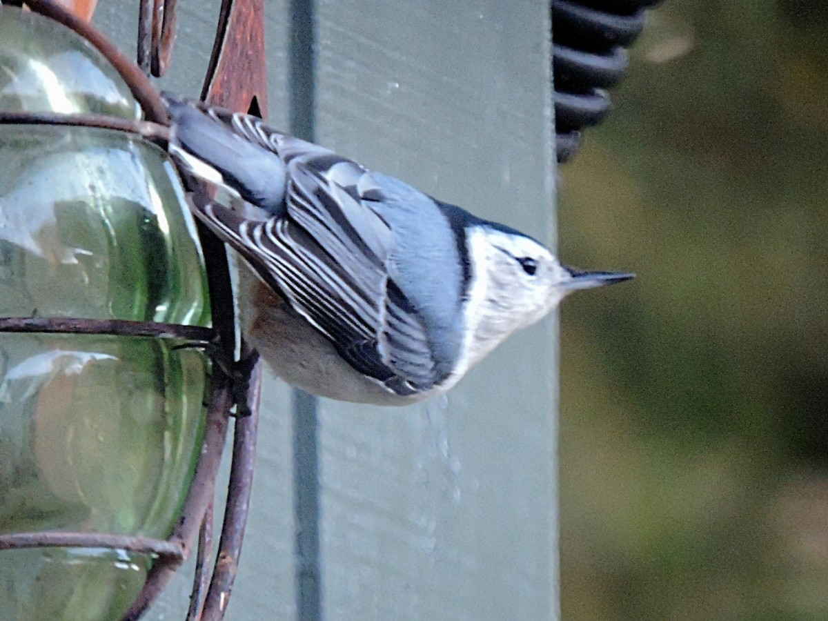 White-breasted Nuthatch - ML498250881