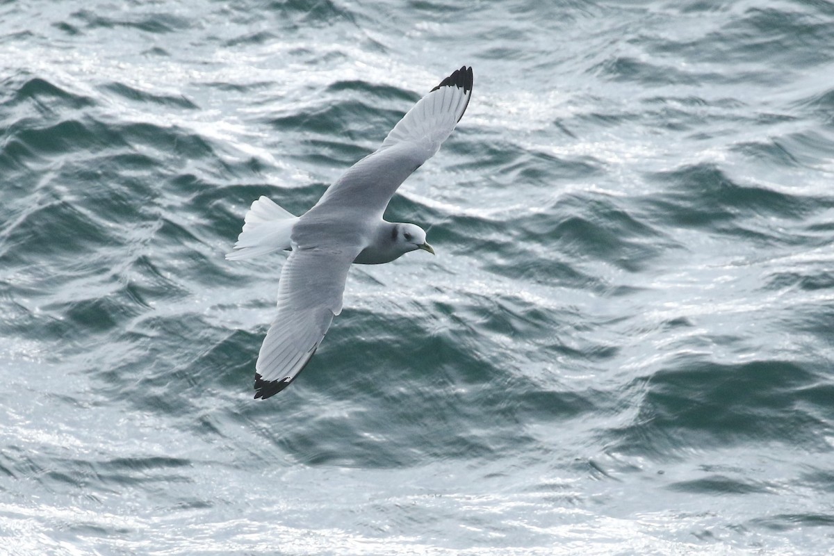 Black-legged Kittiwake - Liam Singh