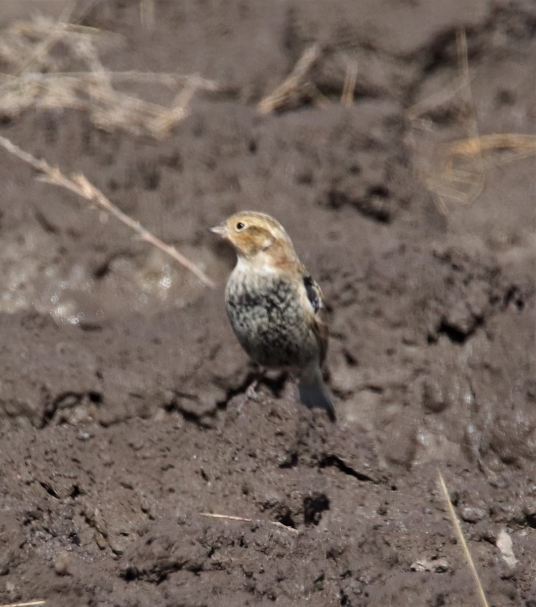 Chestnut-collared Longspur - ML498251581
