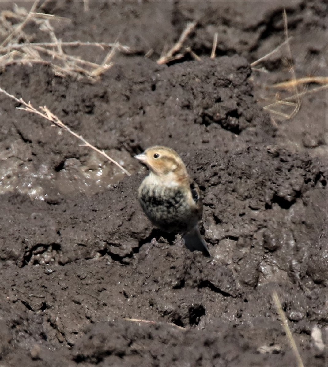 Chestnut-collared Longspur - ML498251591