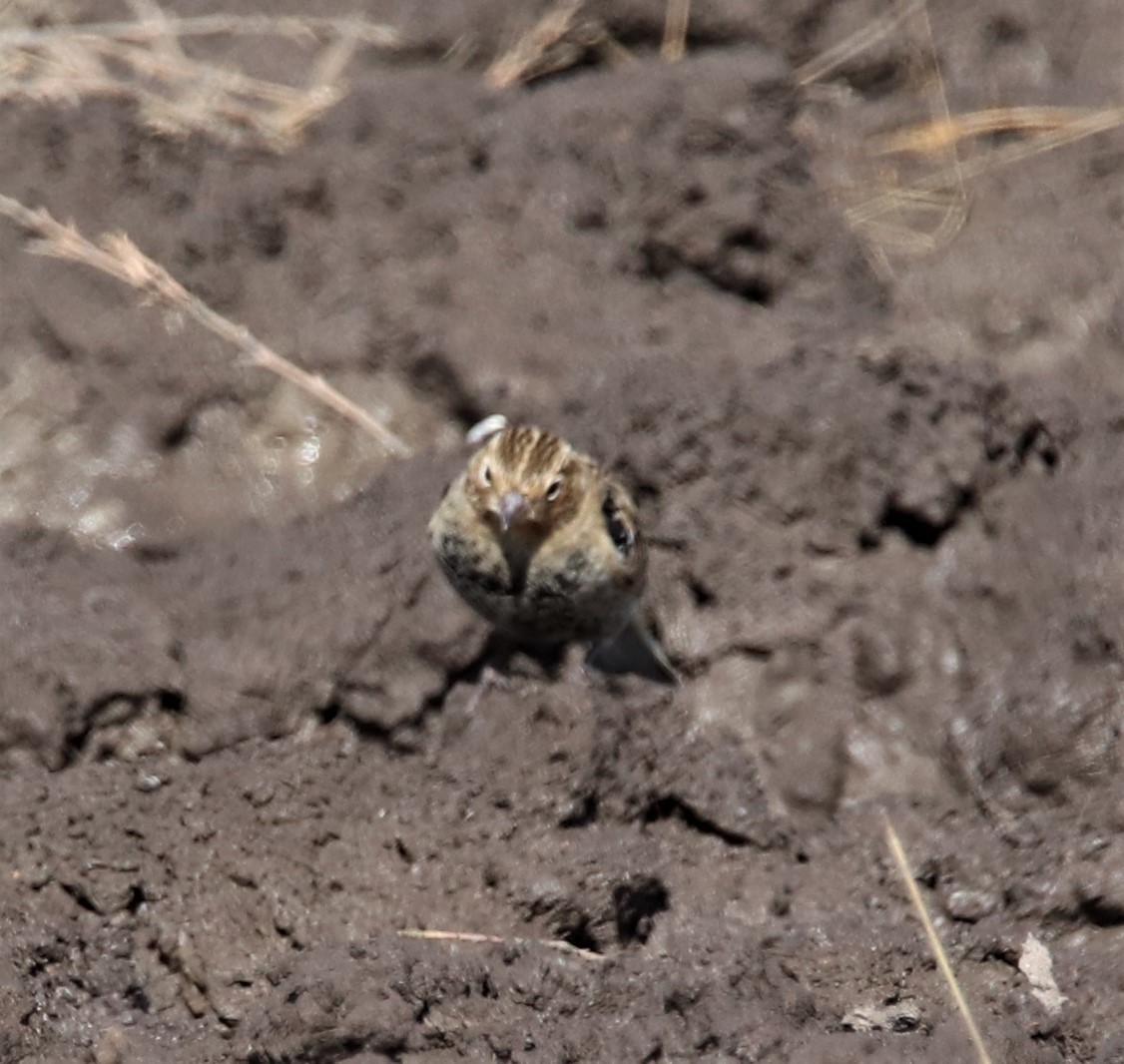 Chestnut-collared Longspur - ML498251601