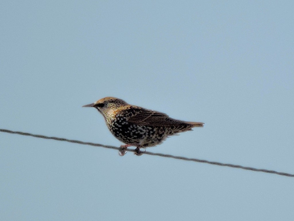 European Starling - ML498251681