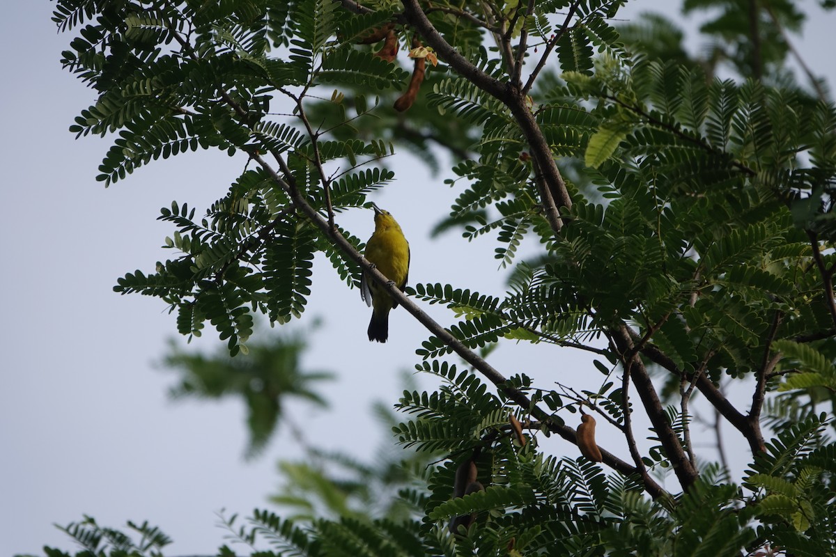 Common Iora - ML498252471