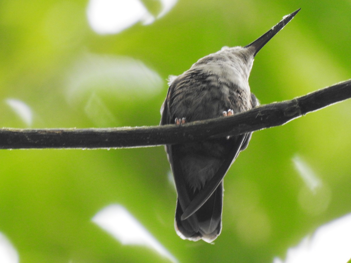 Colibrí Patirrojo - ML498253611