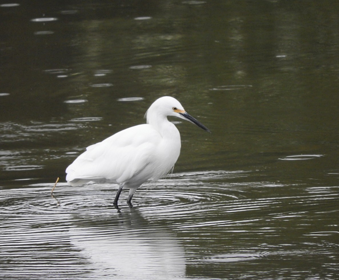 Snowy Egret - ML498254851