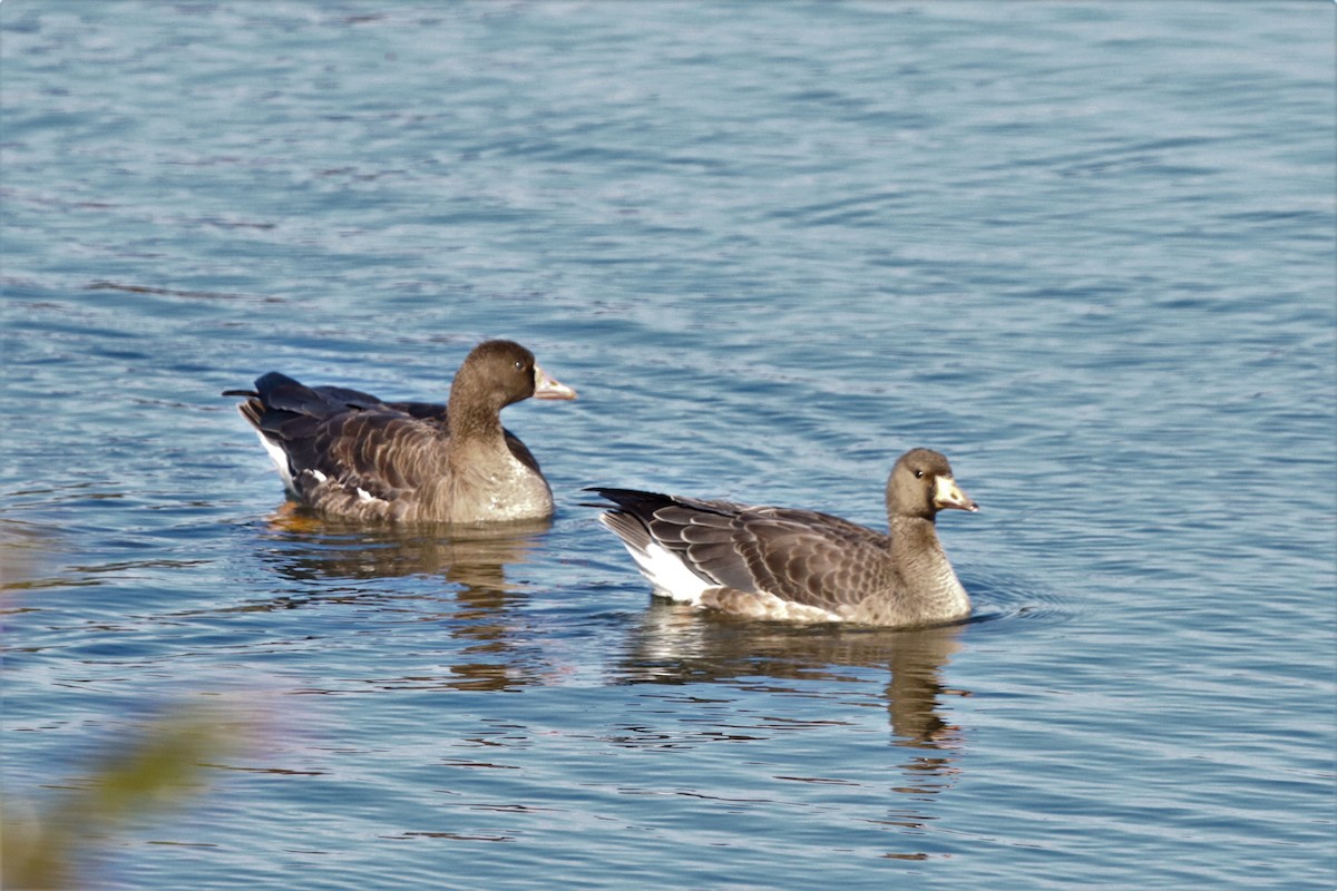 Greater White-fronted Goose - ML498255851