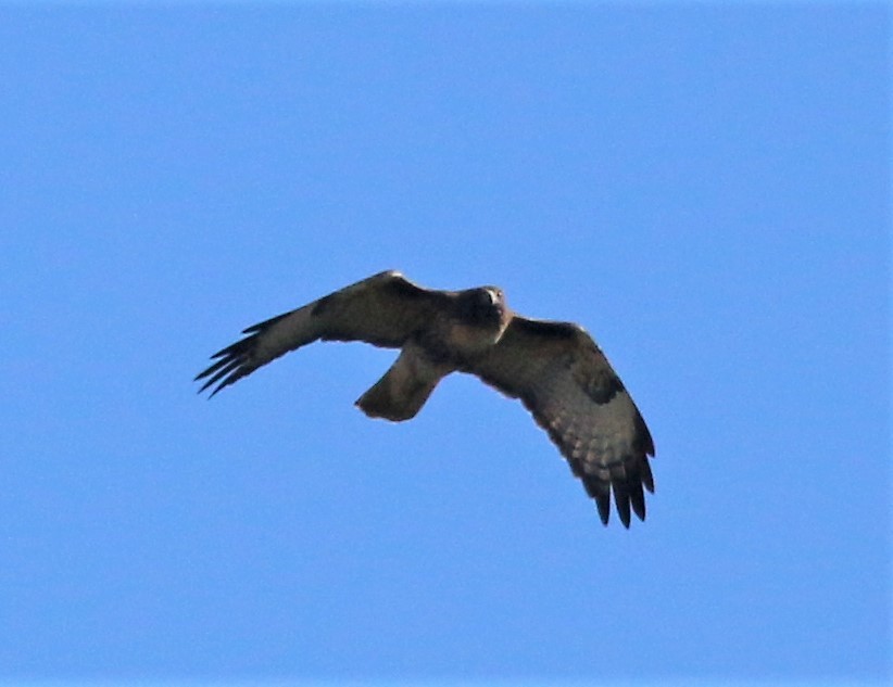 Bald Eagle - ML498255931