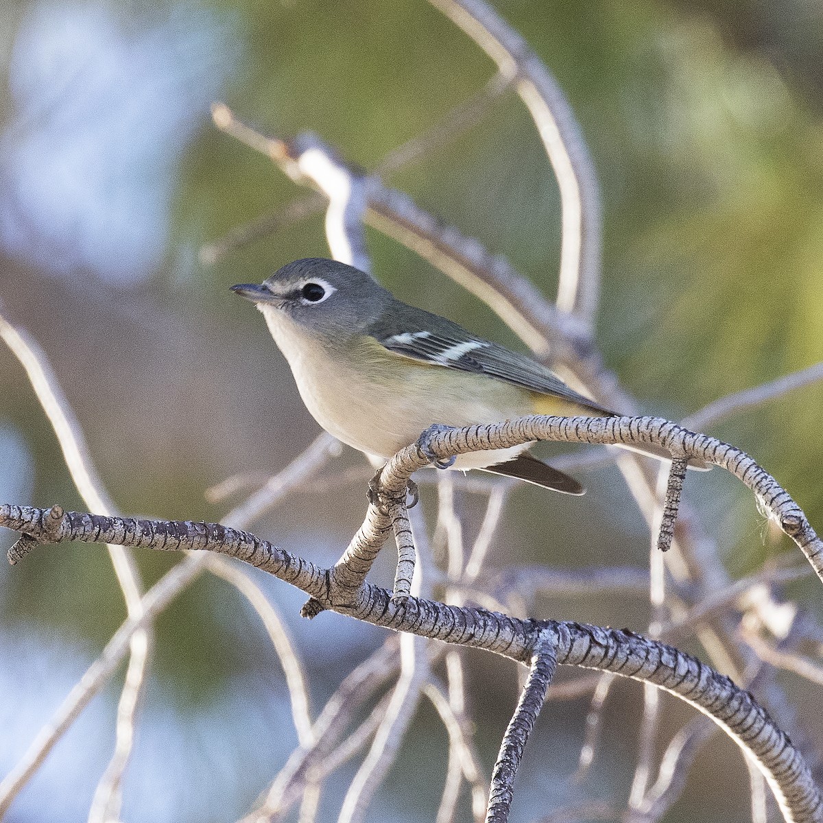 Cassin's Vireo - Gary Rosenberg