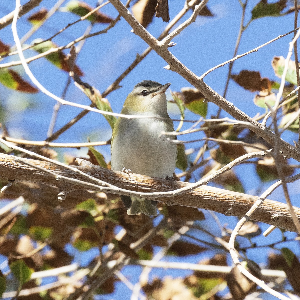 Red-eyed Vireo - Gary Rosenberg