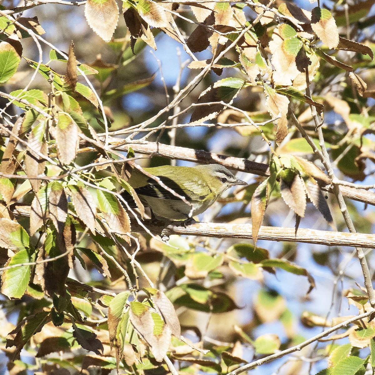 Red-eyed Vireo - ML498256101