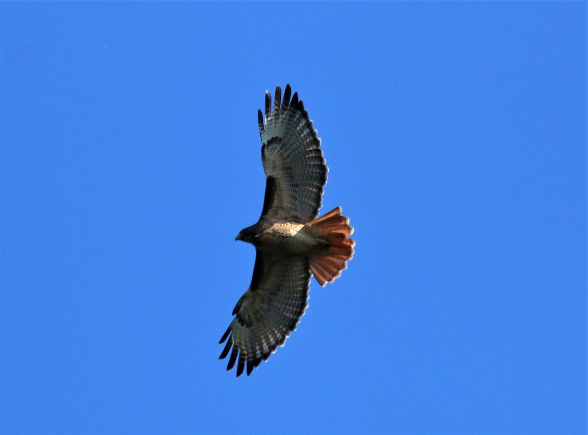 Red-tailed Hawk - ML498256121