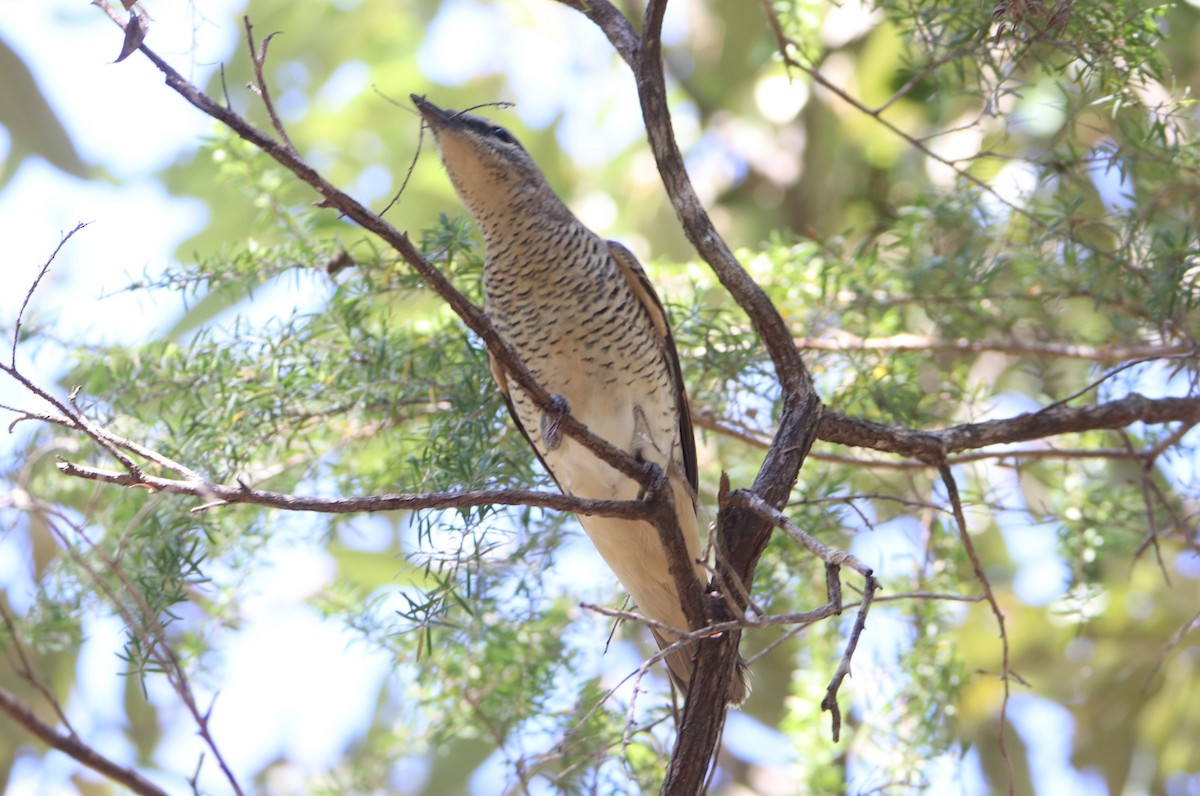 Common Cicadabird - ML498256281