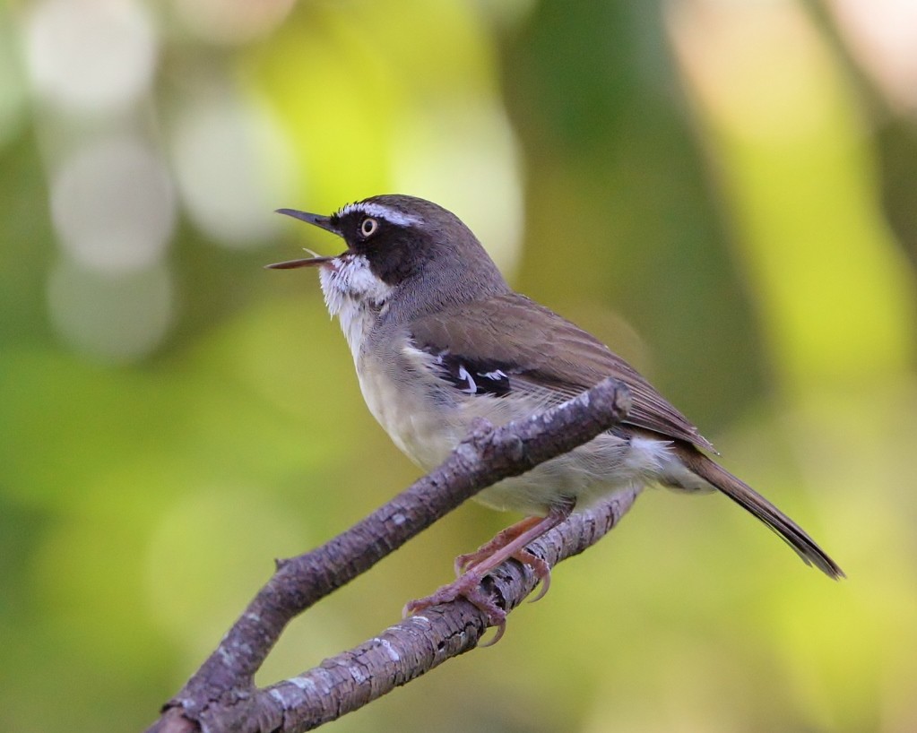 White-browed Scrubwren - ML498256311