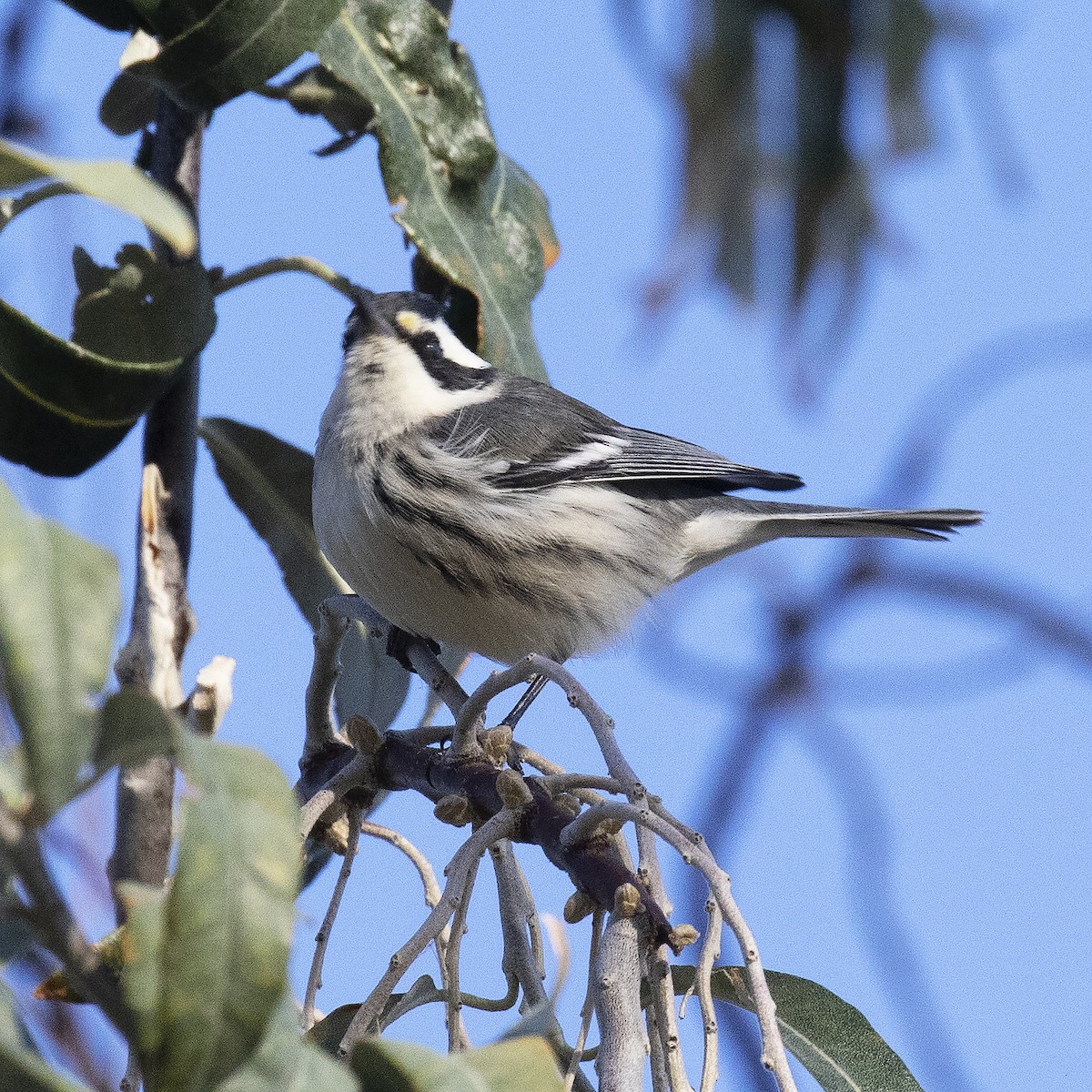 Black-throated Gray Warbler - Gary Rosenberg