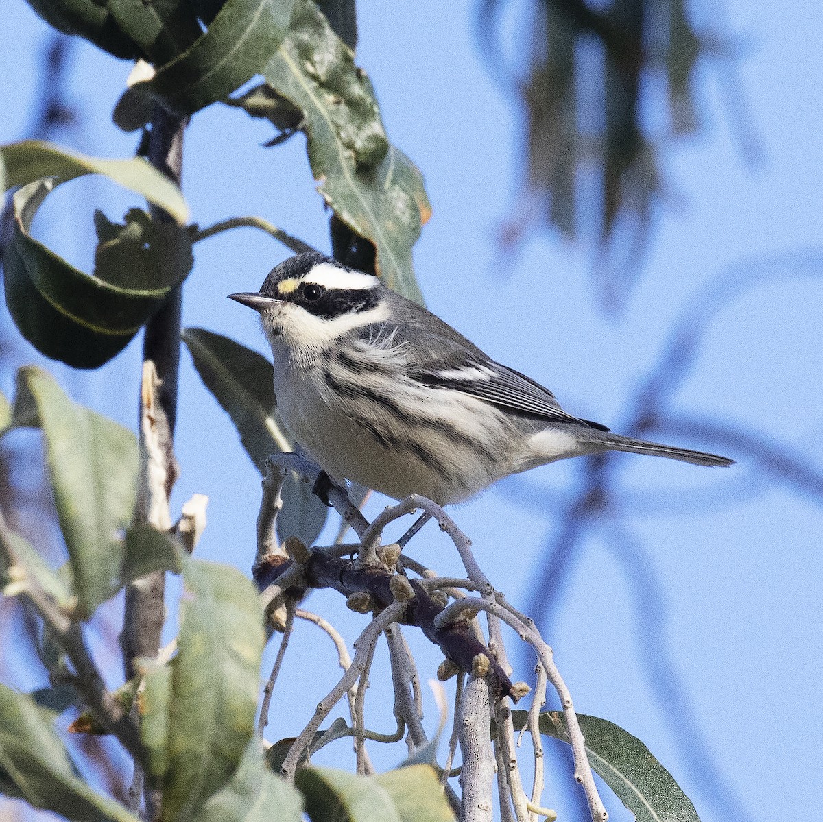 Black-throated Gray Warbler - Gary Rosenberg