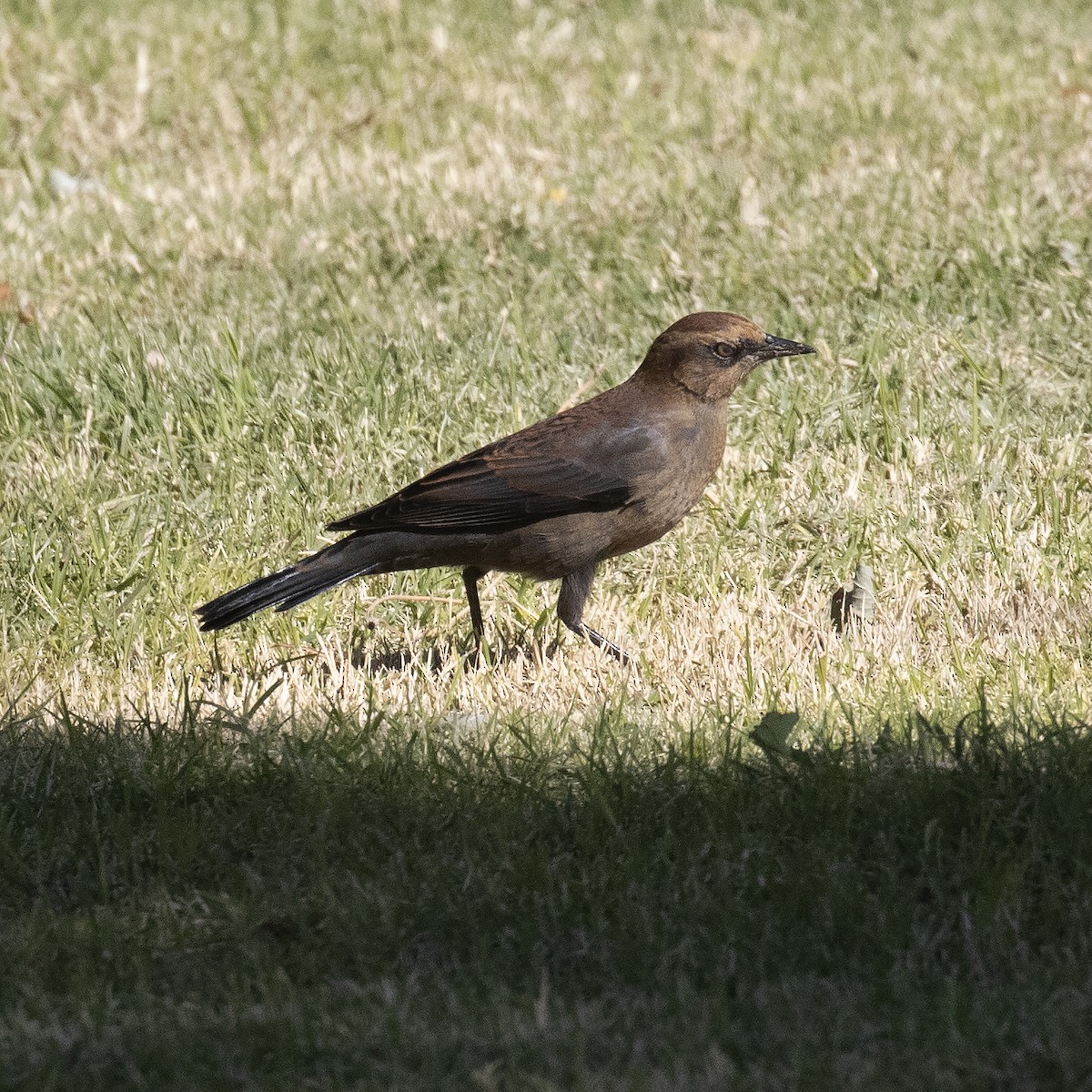 Rusty Blackbird - ML498257581