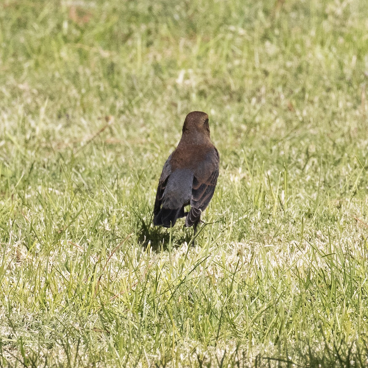 Rusty Blackbird - Gary Rosenberg