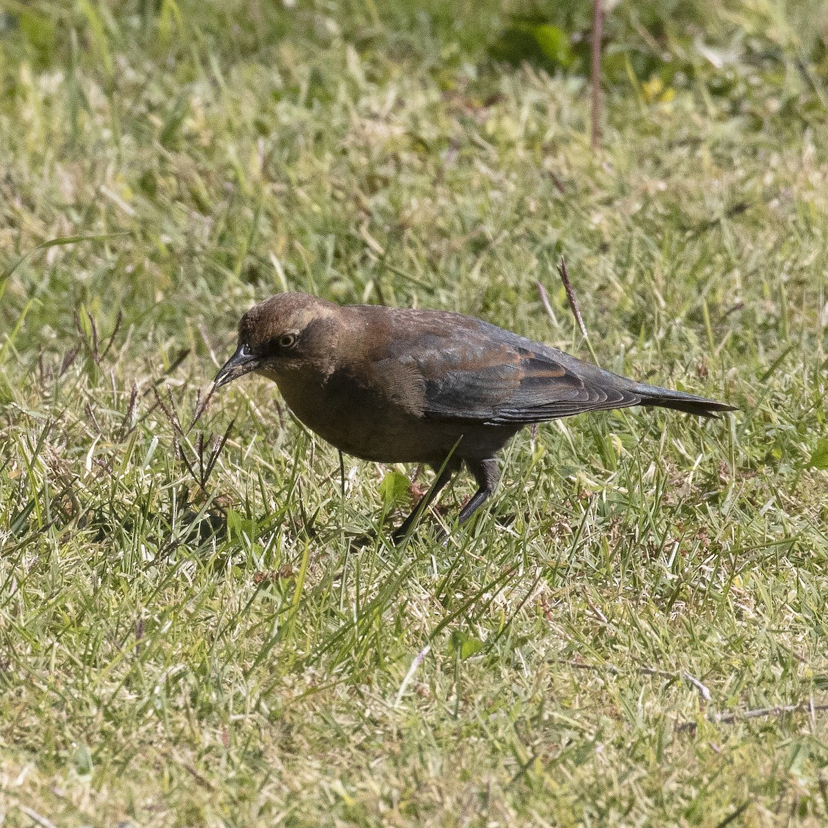 Rusty Blackbird - ML498257601