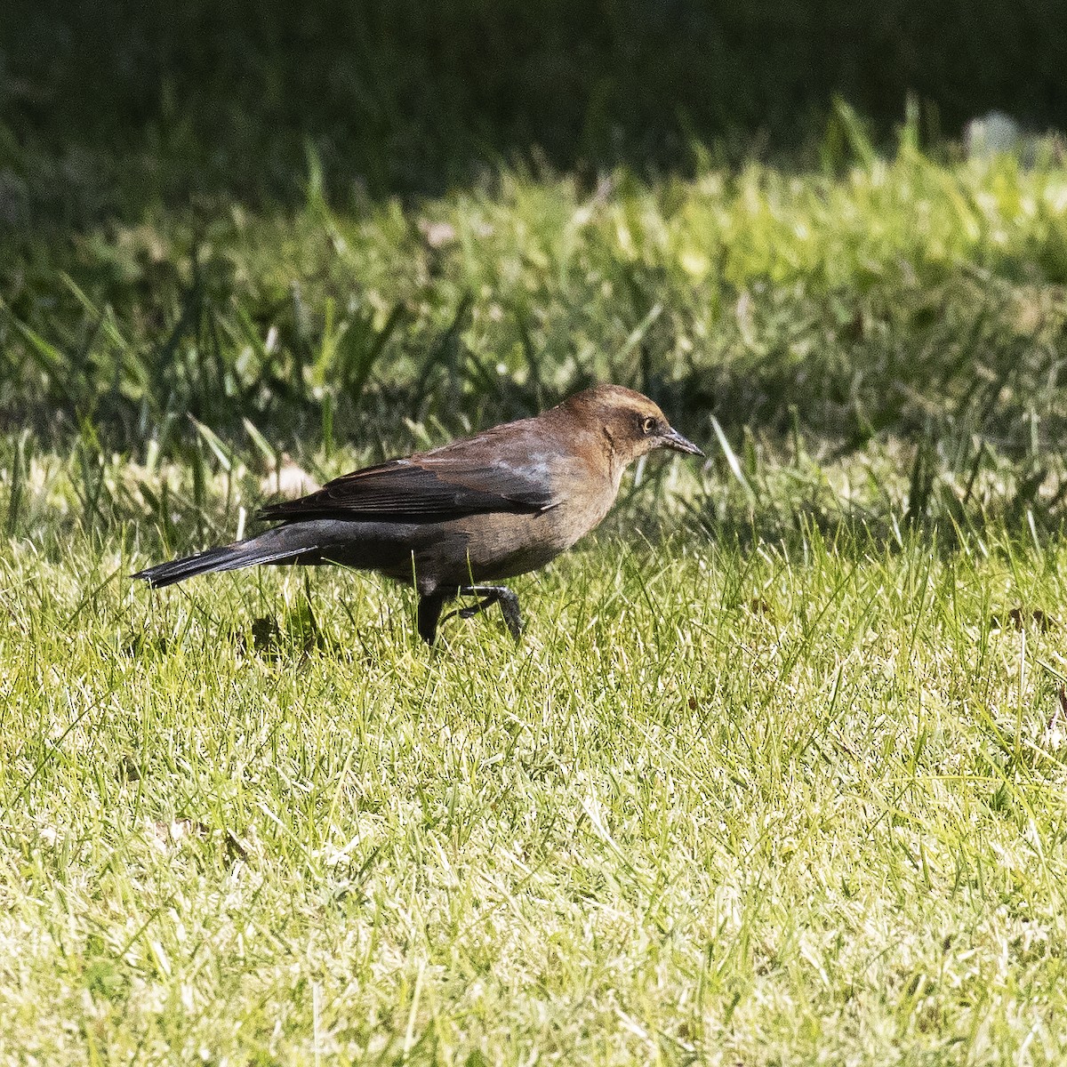 Rusty Blackbird - Gary Rosenberg