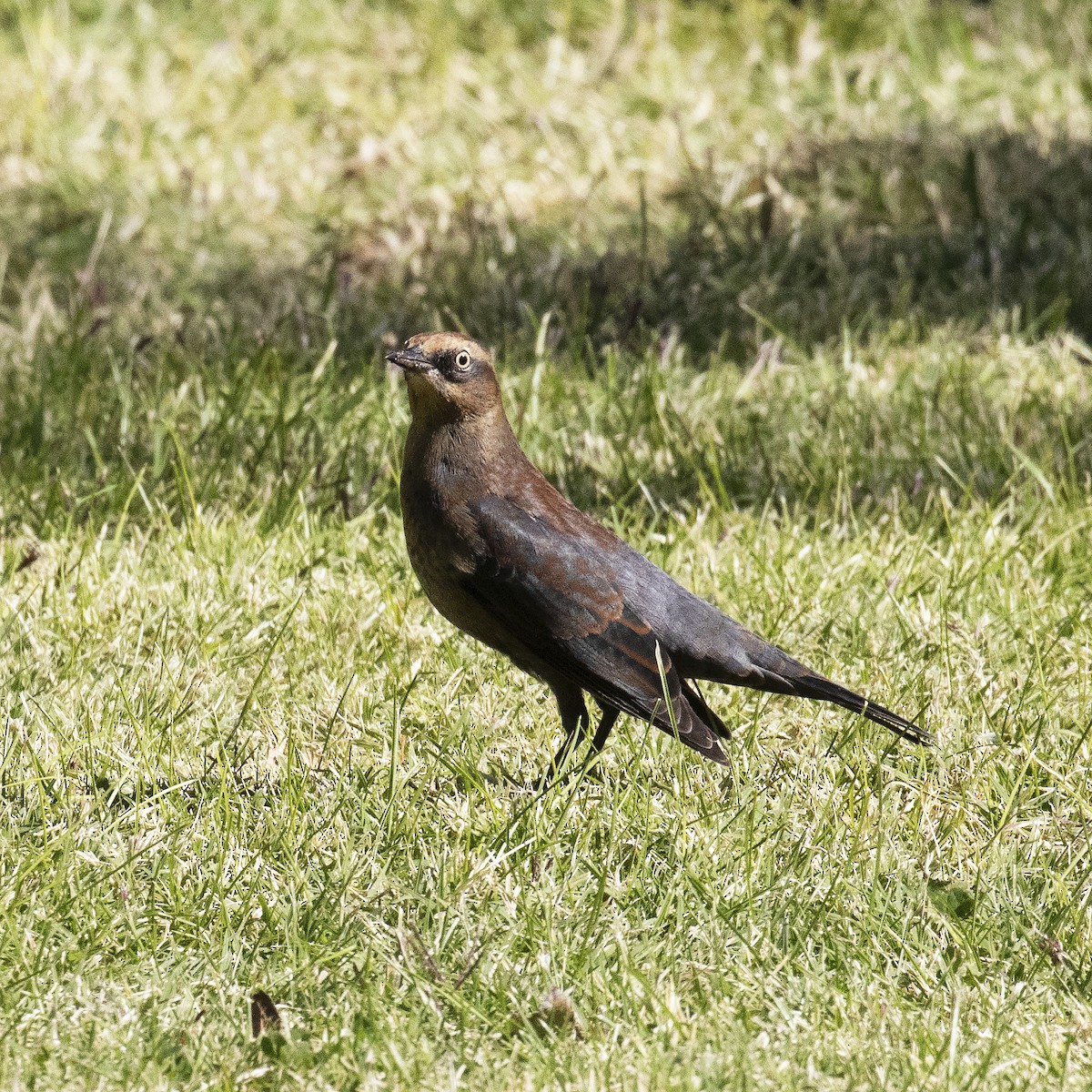 Rusty Blackbird - ML498257621