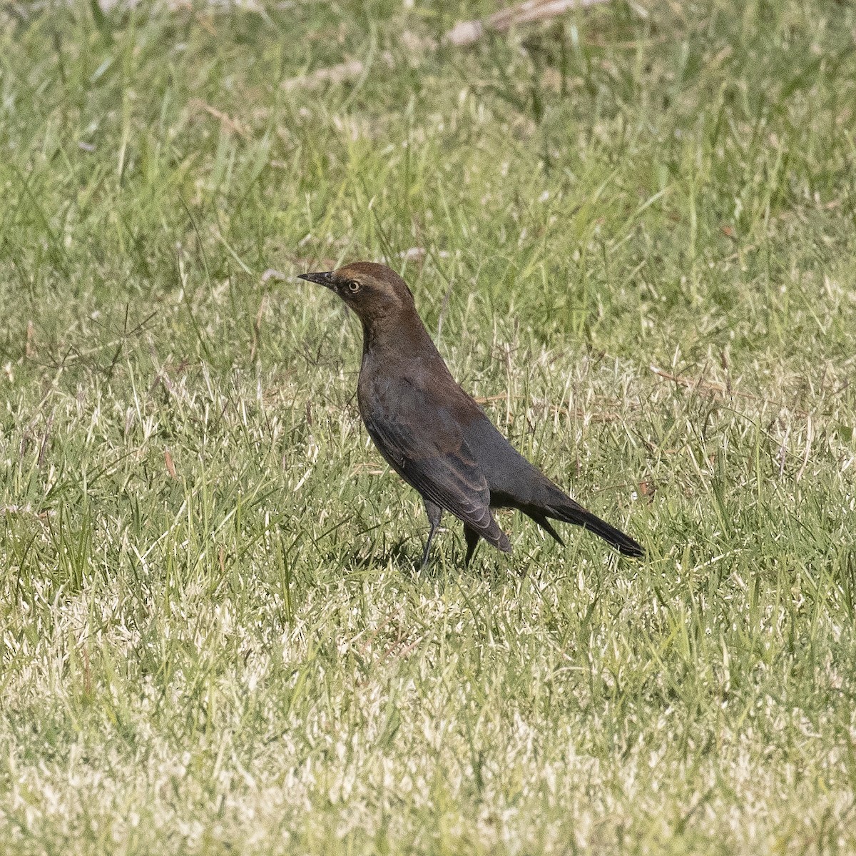 Rusty Blackbird - Gary Rosenberg