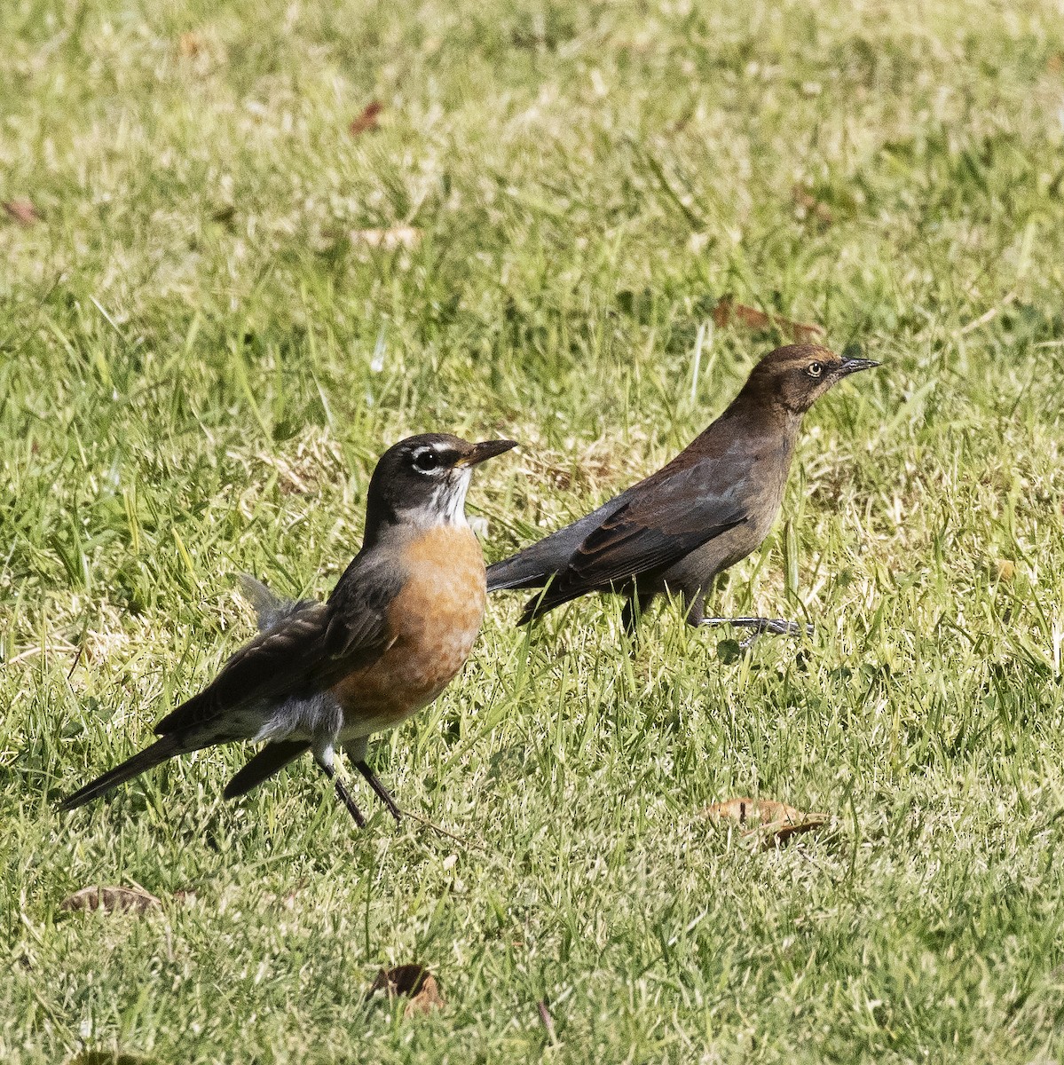 Rusty Blackbird - Gary Rosenberg