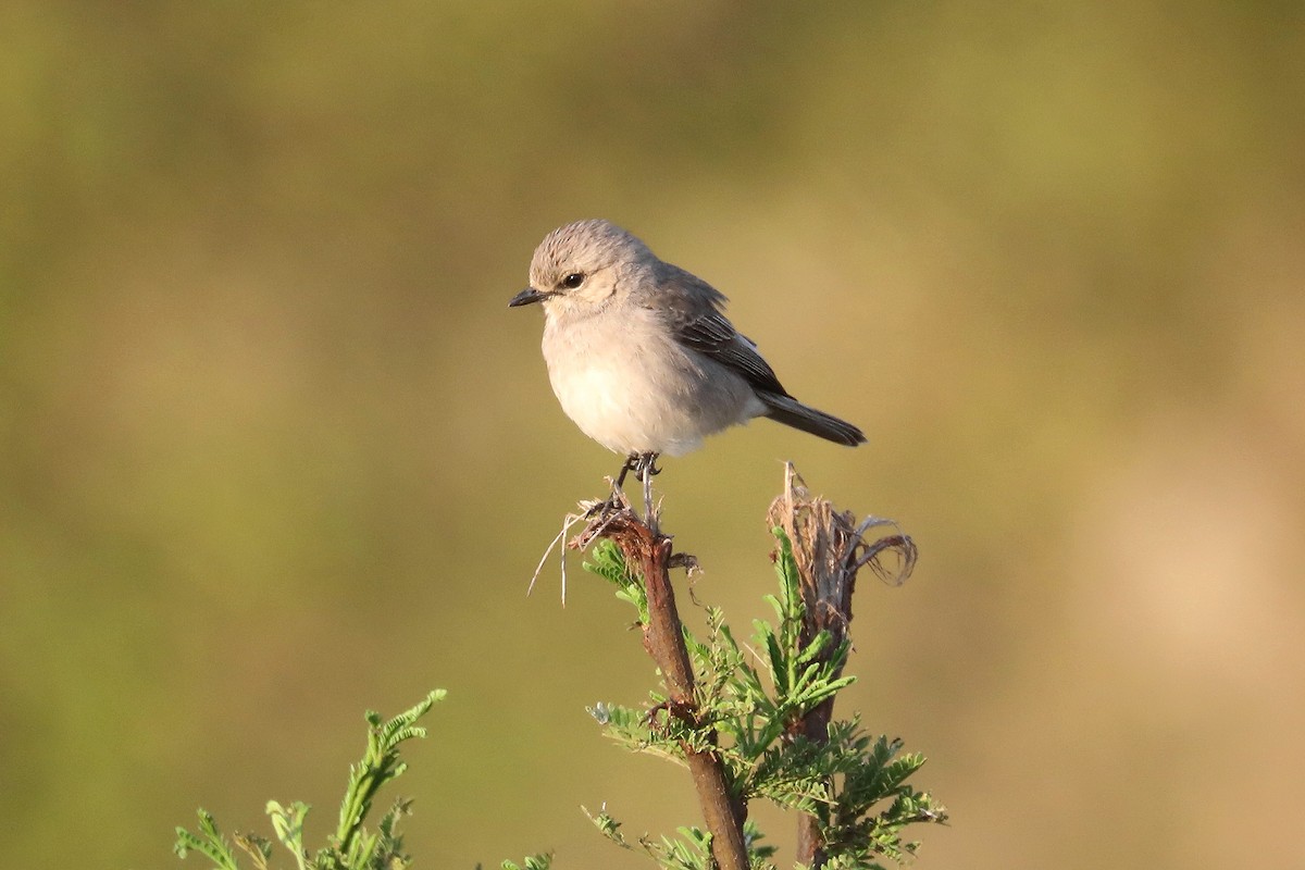 African Gray Flycatcher - ML498259421