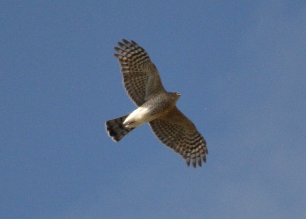 Cooper's Hawk - Shannon Donaldson