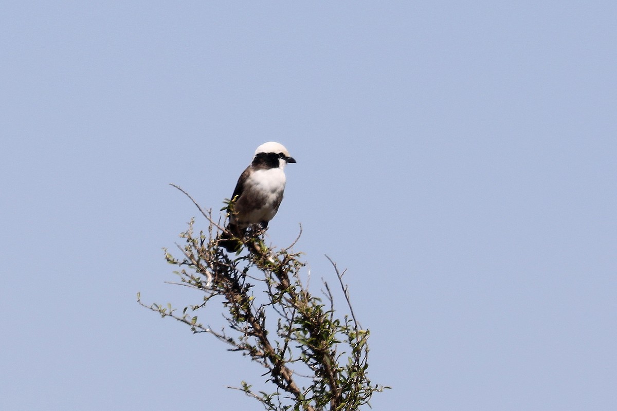 White-rumped Shrike - ML498260531