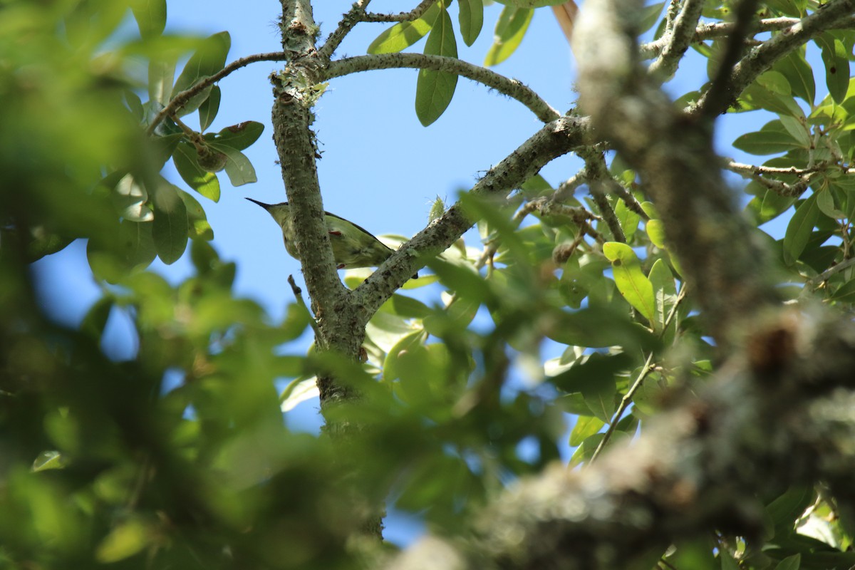 Red-legged Honeycreeper - ML498261441