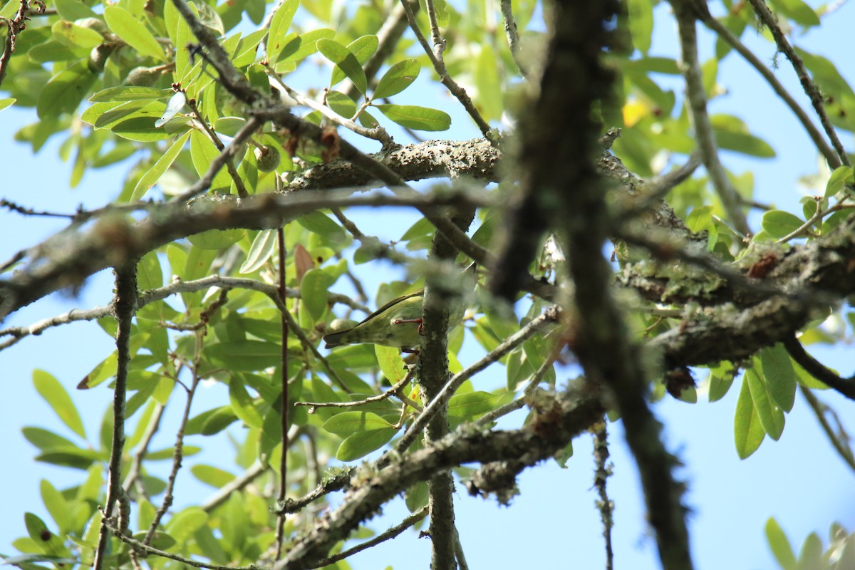 Red-legged Honeycreeper - ML498261451