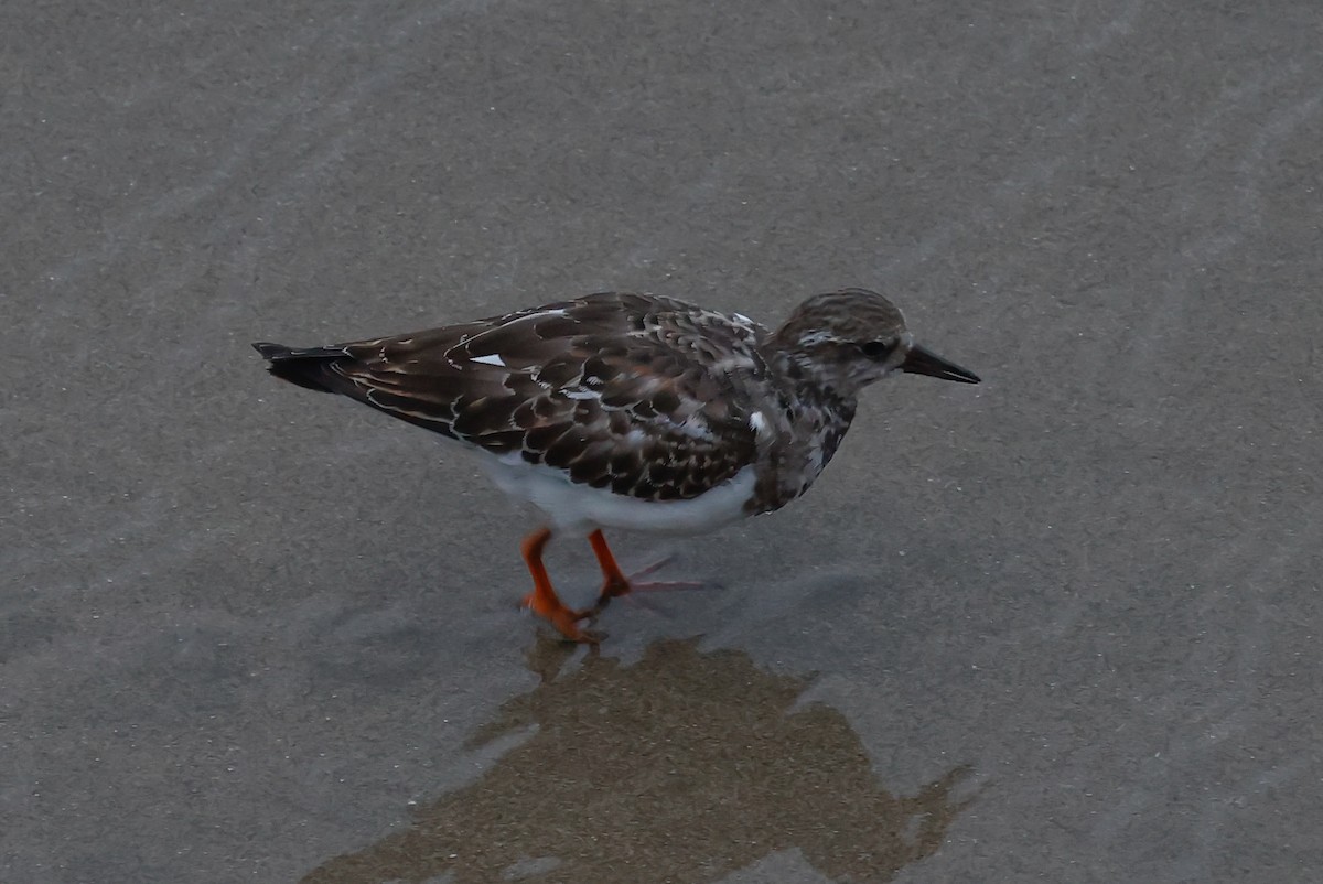 Ruddy Turnstone - ML498261831