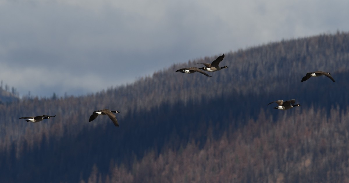 Canada Goose (moffitti/maxima) - Colin Dillingham