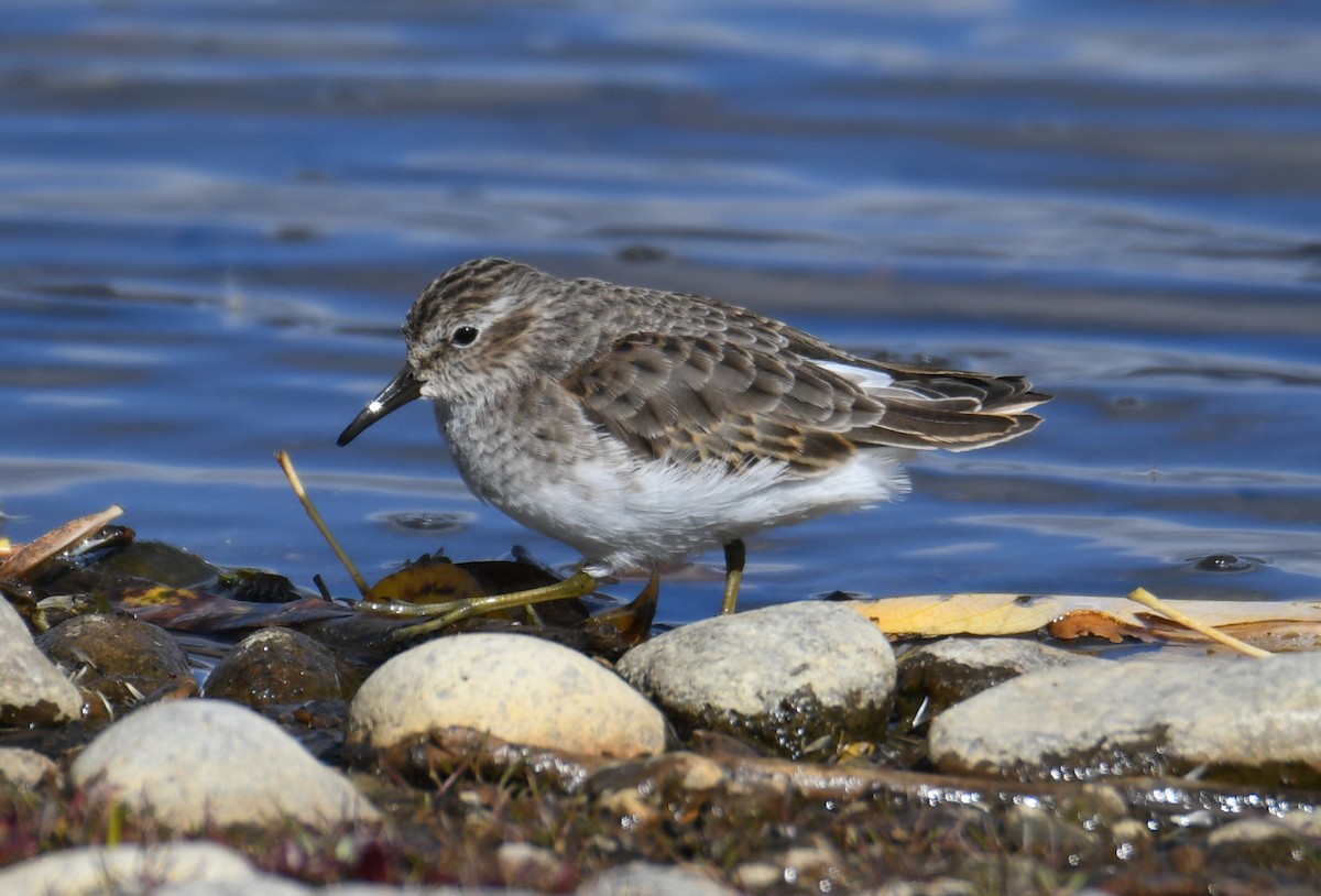 Least Sandpiper - ML498262981