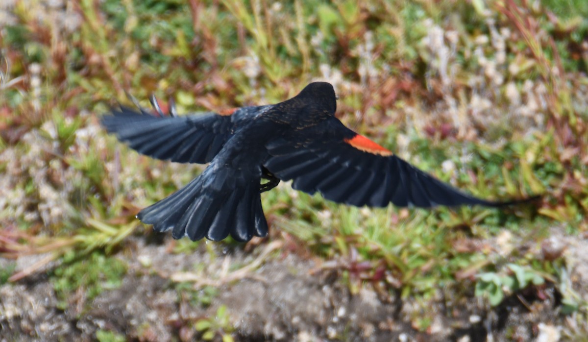Red-winged Blackbird - ML498263181