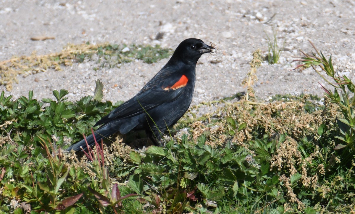 Red-winged Blackbird - Colin Dillingham
