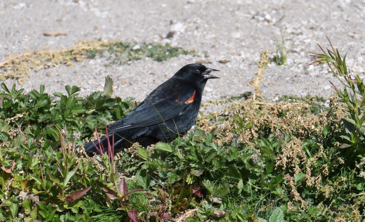 Red-winged Blackbird - ML498263201