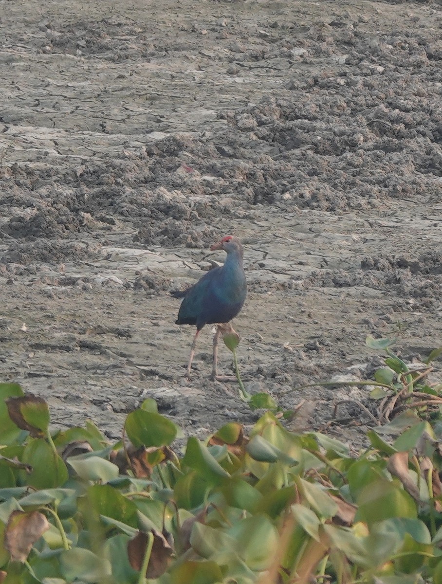 Gray-headed Swamphen - ML498263281