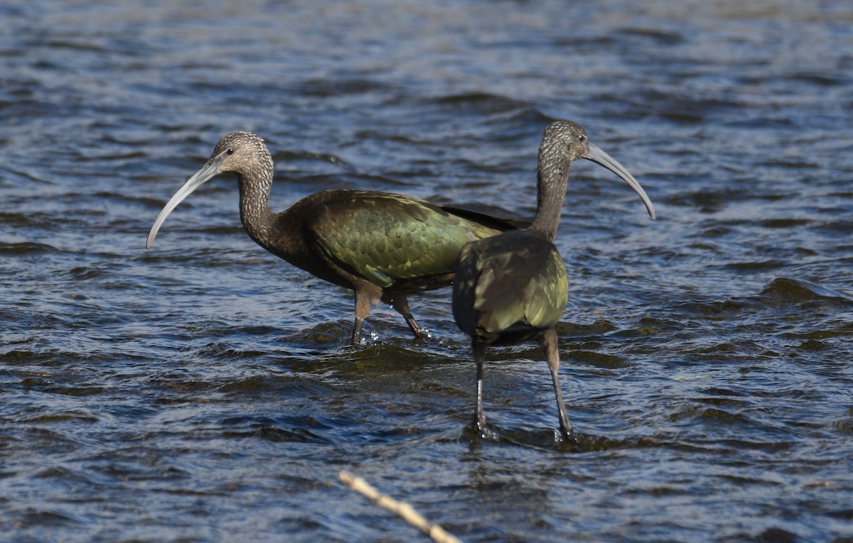 White-faced Ibis - ML498263301