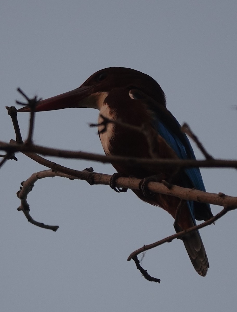 White-throated Kingfisher - ML498263631