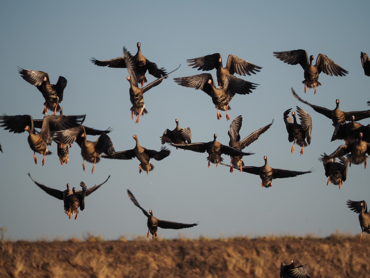 Greater White-fronted Goose - Karen Wilkinson