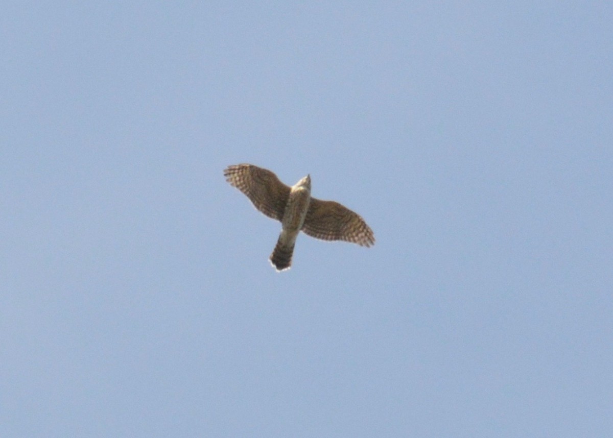 American Goshawk - ML498263771