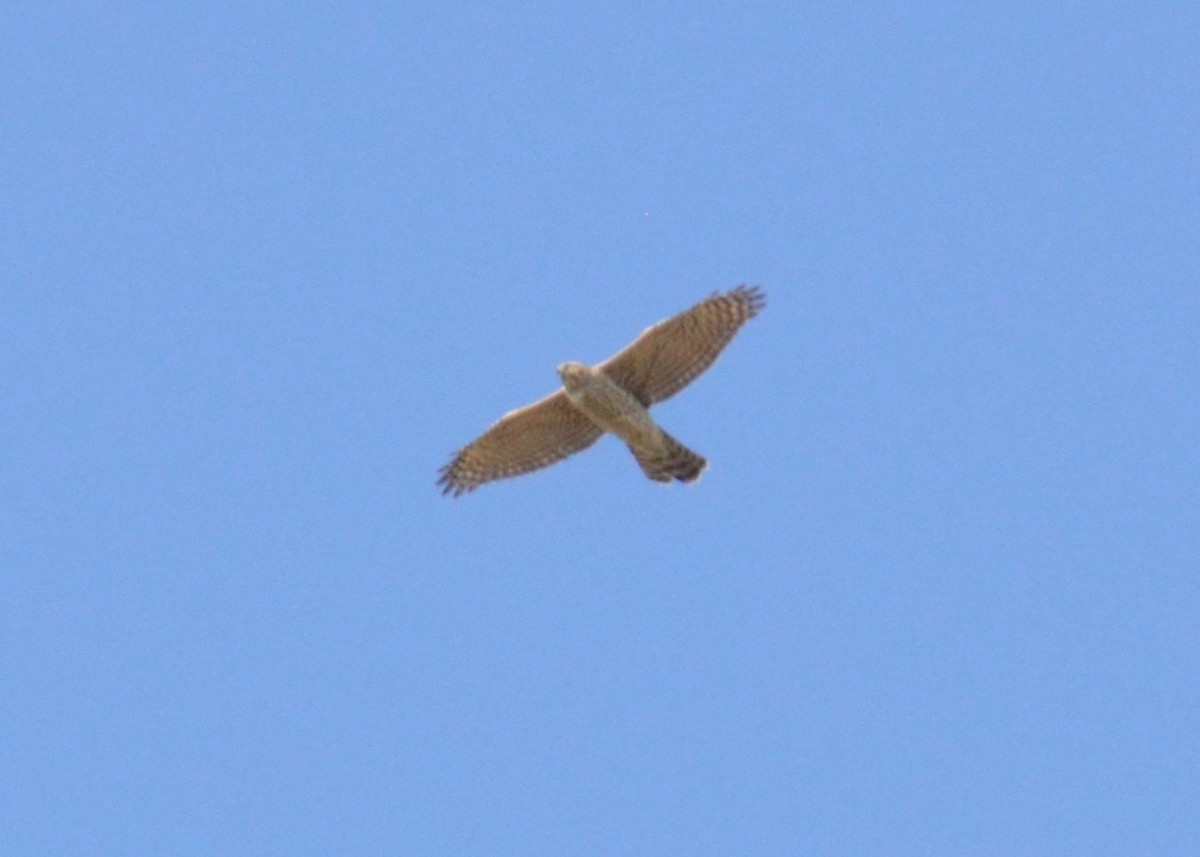 American Goshawk - ML498264161