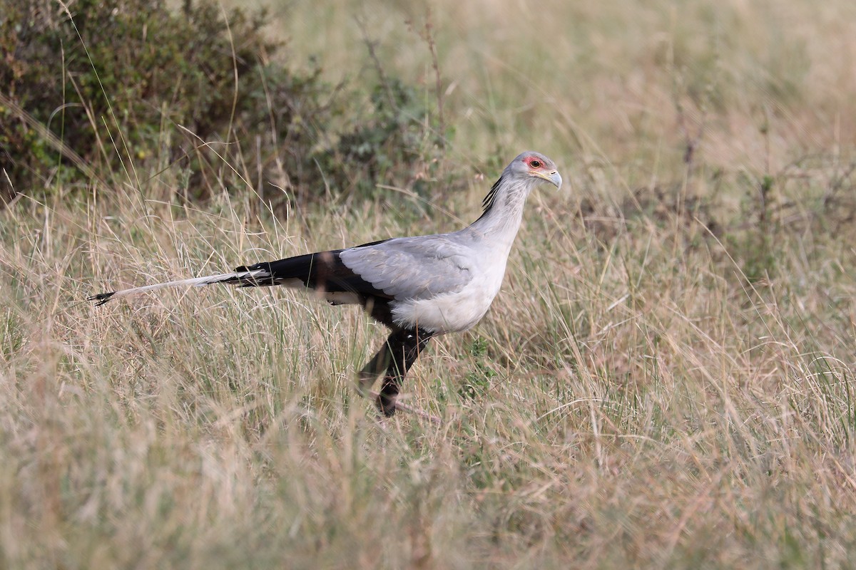 Secretarybird - ML498264711