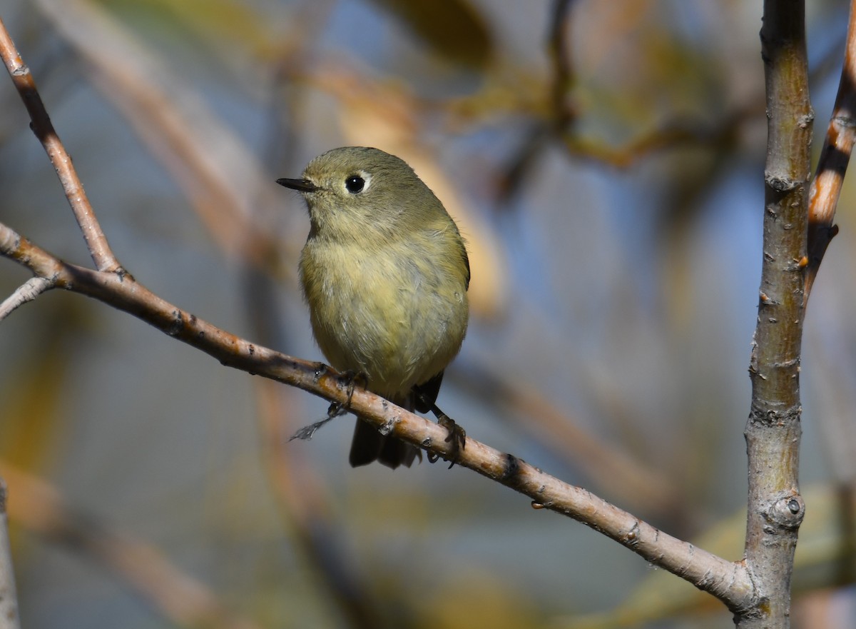 Ruby-crowned Kinglet - ML498264781