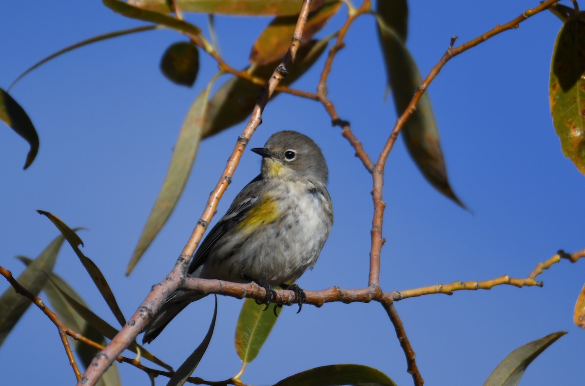 Yellow-rumped Warbler (Audubon's) - ML498264951