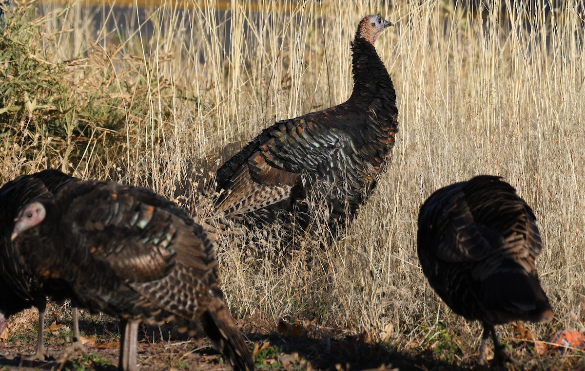 Wild Turkey - ML498265181