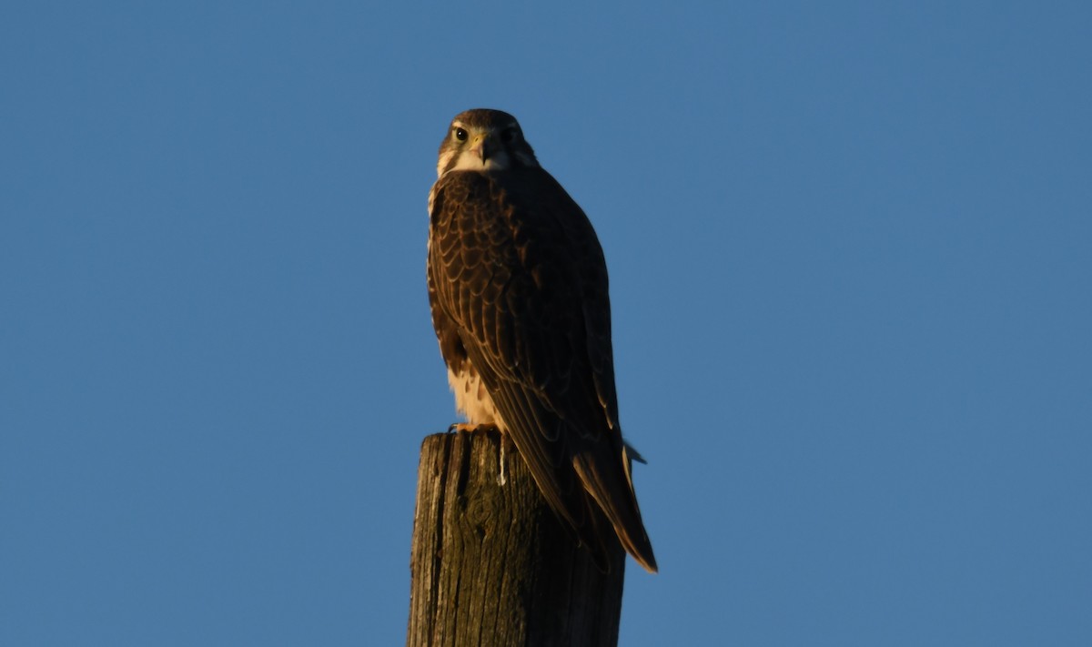 Prairie Falcon - ML498265521