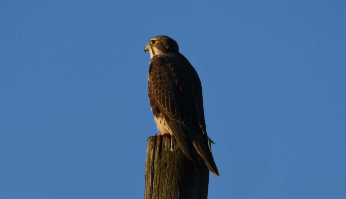 Prairie Falcon - ML498265531
