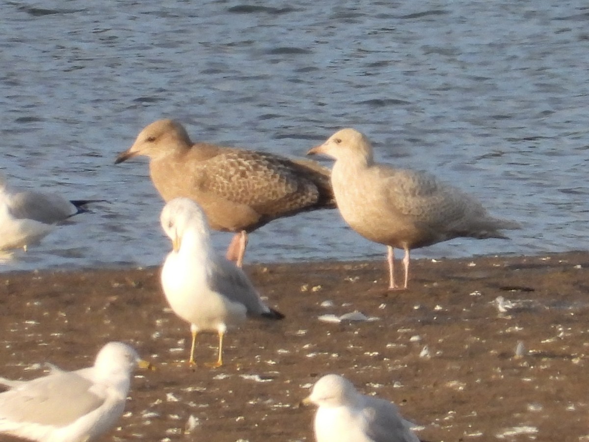 Iceland Gull (kumlieni) - ML498265731